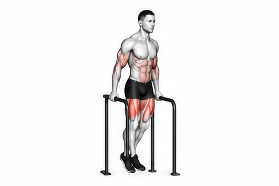 Parallel Bar Dips: technique animation